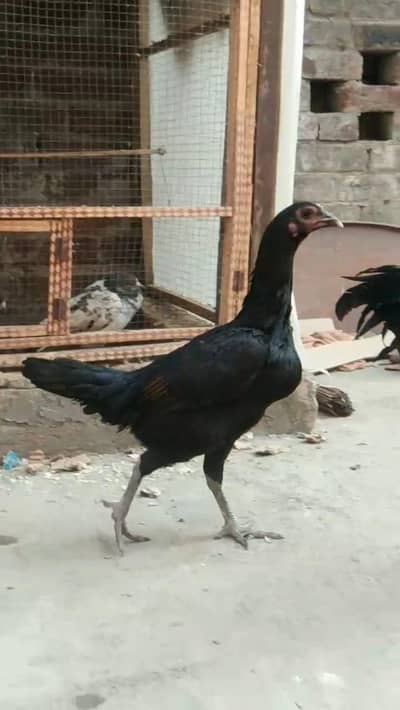 Aseel Thai vath Naam female available what's app number 03271841140