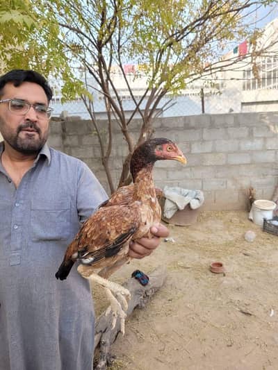 beautiful pure aseel miyanwali clear eyes Madi near eggs lying first