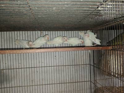 Albino red eye avilable location north Karachi