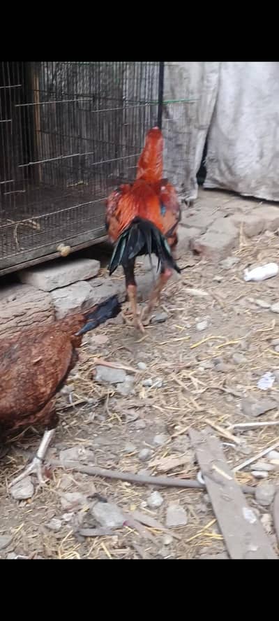 ghar ka phla aseel murga ?ek aseel krox dysi murga