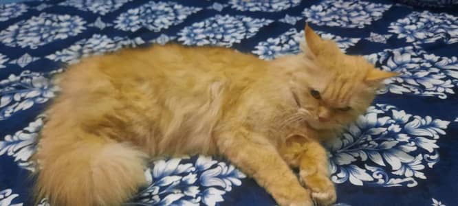 Persian female cute cat 