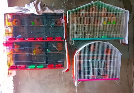 Cage Pinjra 03008658689 LoveBird Cocktail Raw Australian Budgie parrot