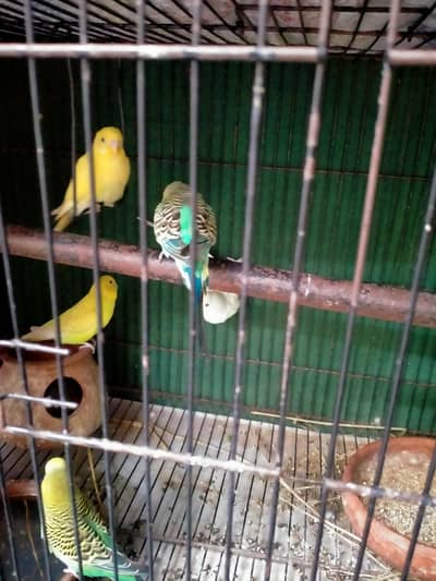 Australian Parrots for sale