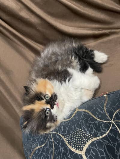 multi color and grey