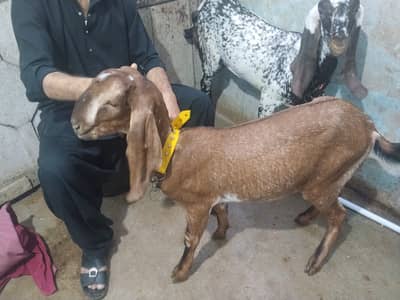 Rad wali 8 month ki ha makachine 9 month ki ha