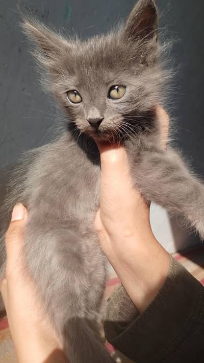 Quick sale for a few days .