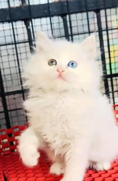 Persian cat kitten for sale. My WhatsApp 03215179655