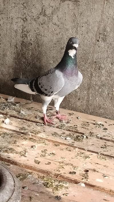 pigeon