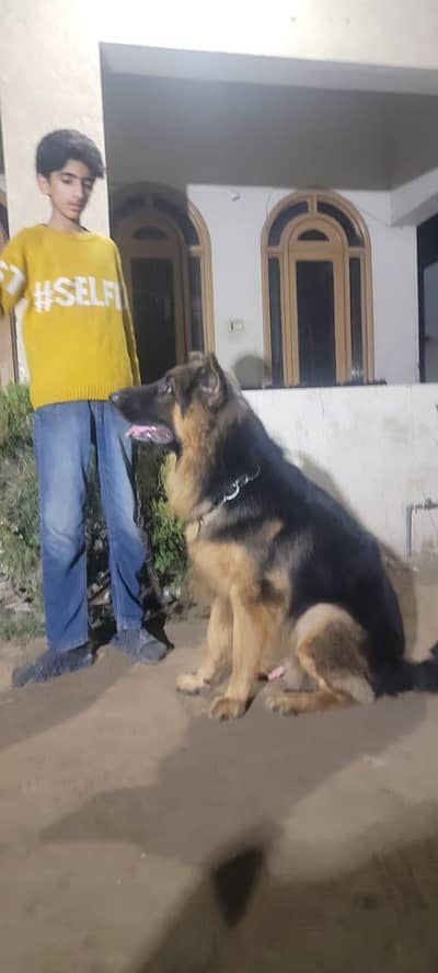 Germen shepherd ]Long coat ]pink pedigree