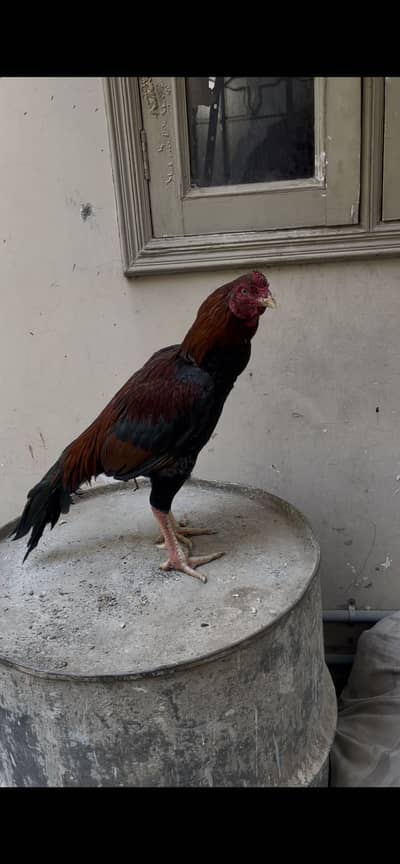 Aseel lakha  male forsale 03158673852