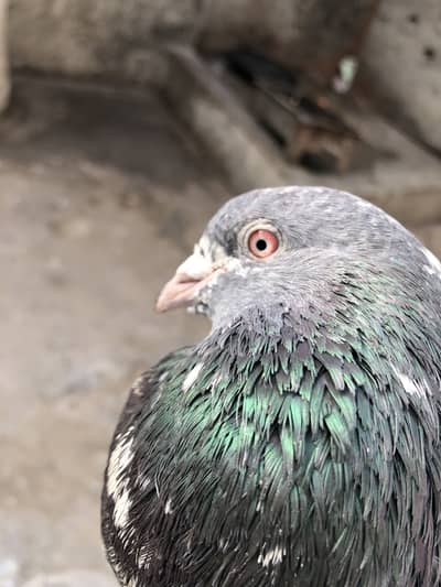 Cheena kabuter lal ankh