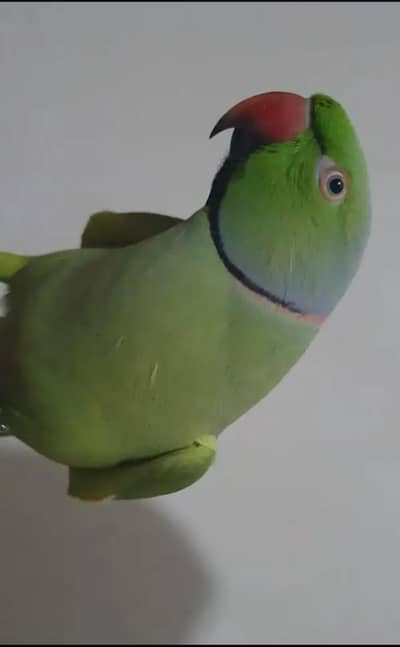 Green parrot ha do ha Jora laga ha