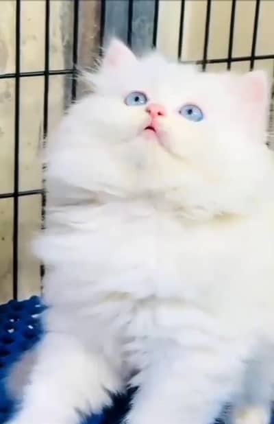 Persian cat kitten for sale. My WhatsApp 03215179655