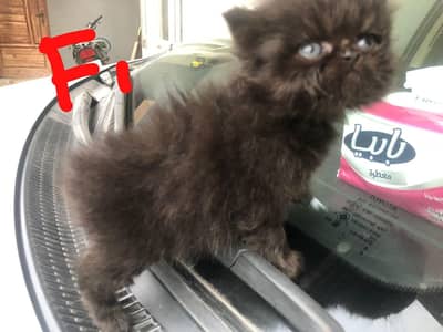 CFA line/ round big eyes/ pure persian/ cute/ longcoat/ unique