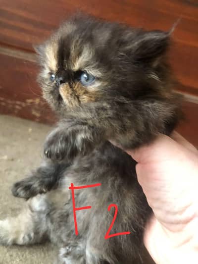 CFA line/ round big eyes/ pure persian/ cute/ longcoat/ unique