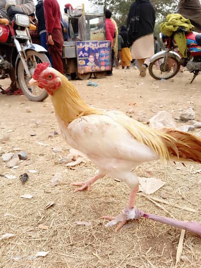 Ghar Ka Palla Hua Murgha