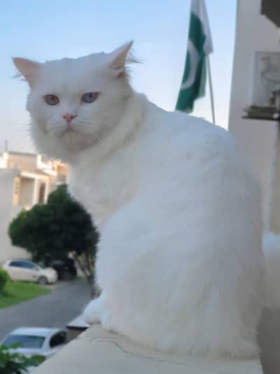 Persian male cat with odd eye