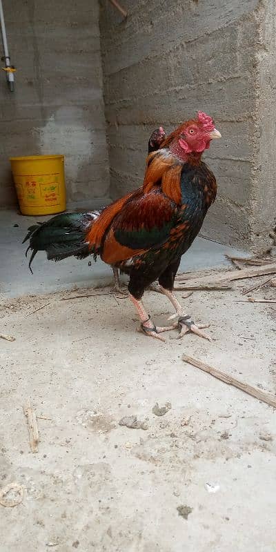 lakha aseel pattha for sell