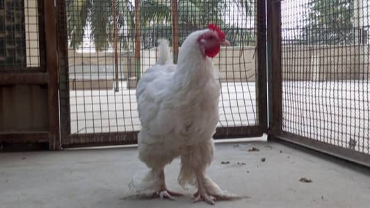 white heavy buff Cochin female breeder