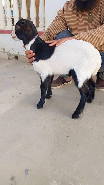 Abluck Tedda male kid