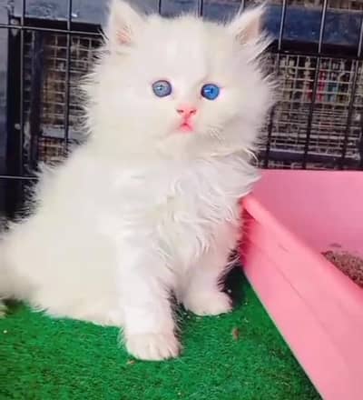 Persian cat kitten for sale. My WhatsApp 03215179655