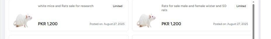 Rats and mice's breeding setup