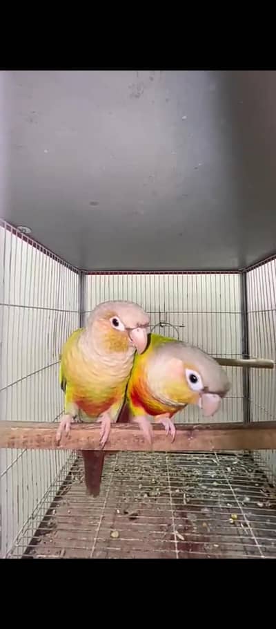 Pine apple conure,  green ringneck, lovebirds