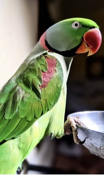 NEPALI ALEXANDER MALE PARROT FULL TAMED 5YEAR OLD