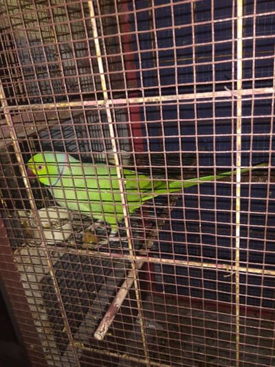 video share WhatsApp