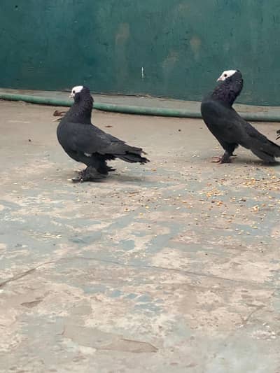 Mukhi top quality breeder pair