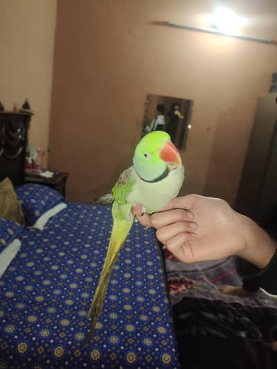 proper tame parrot
