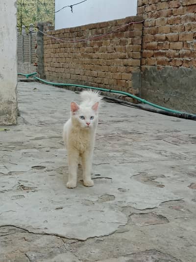 White color Persian cat with beautiful blue eyes