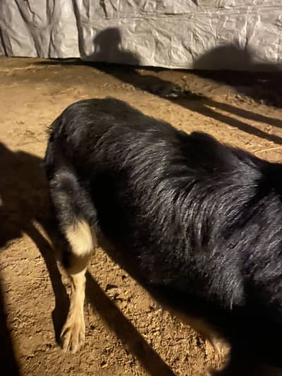 German Shepherd Male 7 month age