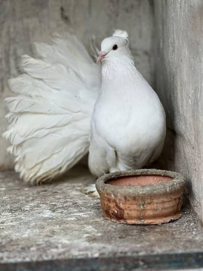 white indian siya sherazi