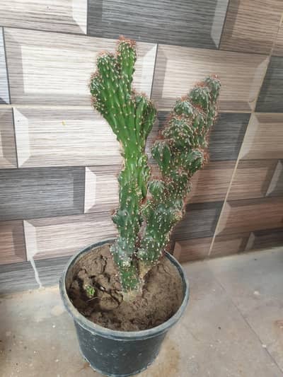 Cactus plant
