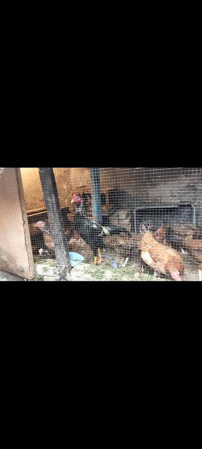 1aseel murgha 7murghiaan