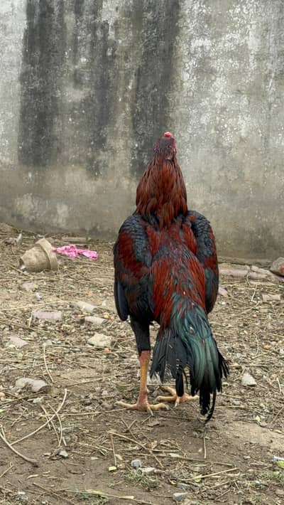 Pair for sale full active