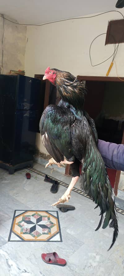 aseel high quality murga  lassani 03082566307