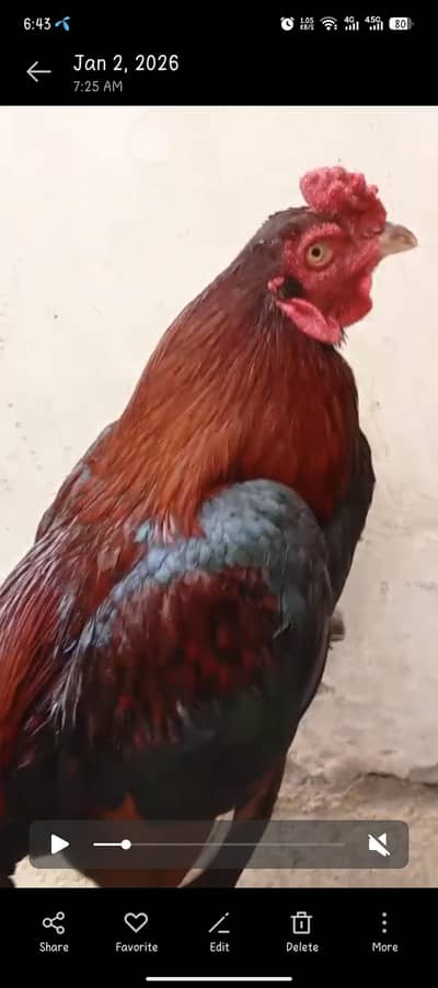 لال مشکا مرغا عمدہ نسل کا