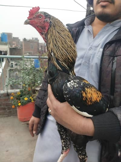 ASEEL SAWA MUSHKA PHATA