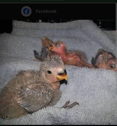 love bird rozicoli ka bacha   a split lutino best age for hand tame