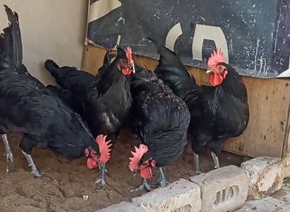 Australorp Male Roosters