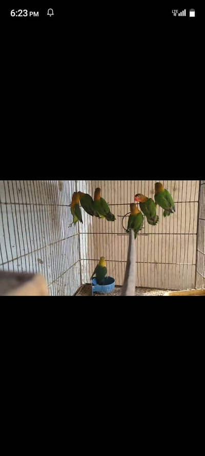 beautiful love bird pair