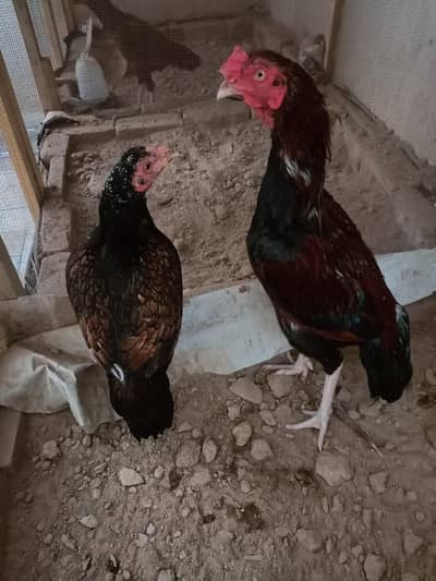 Aseel Fully Healthy and Active (1 male 2 females)