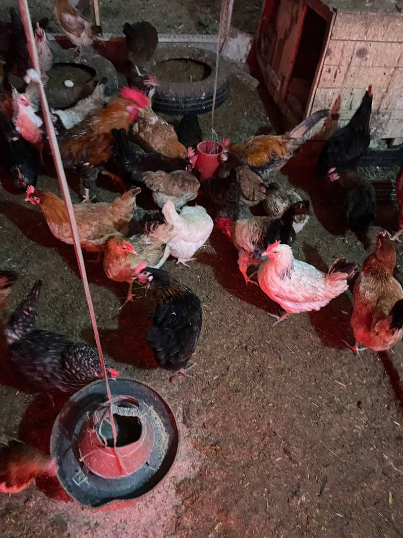 Desi Hen 0