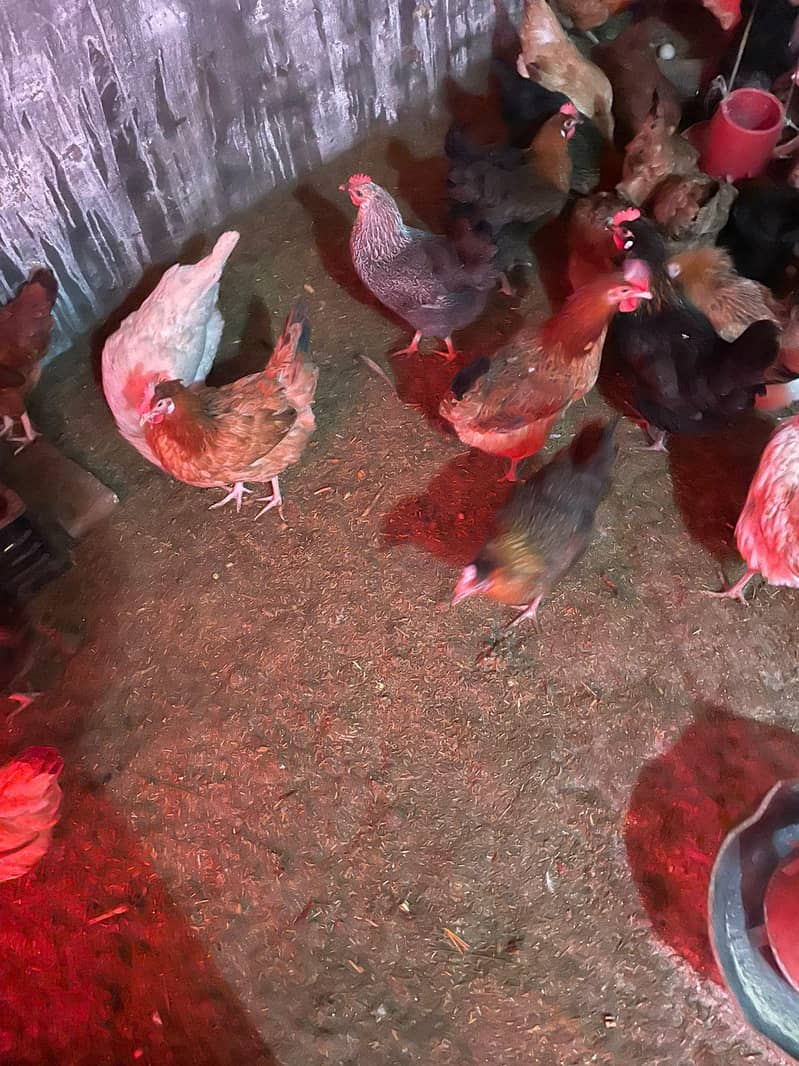 Desi Hen 1