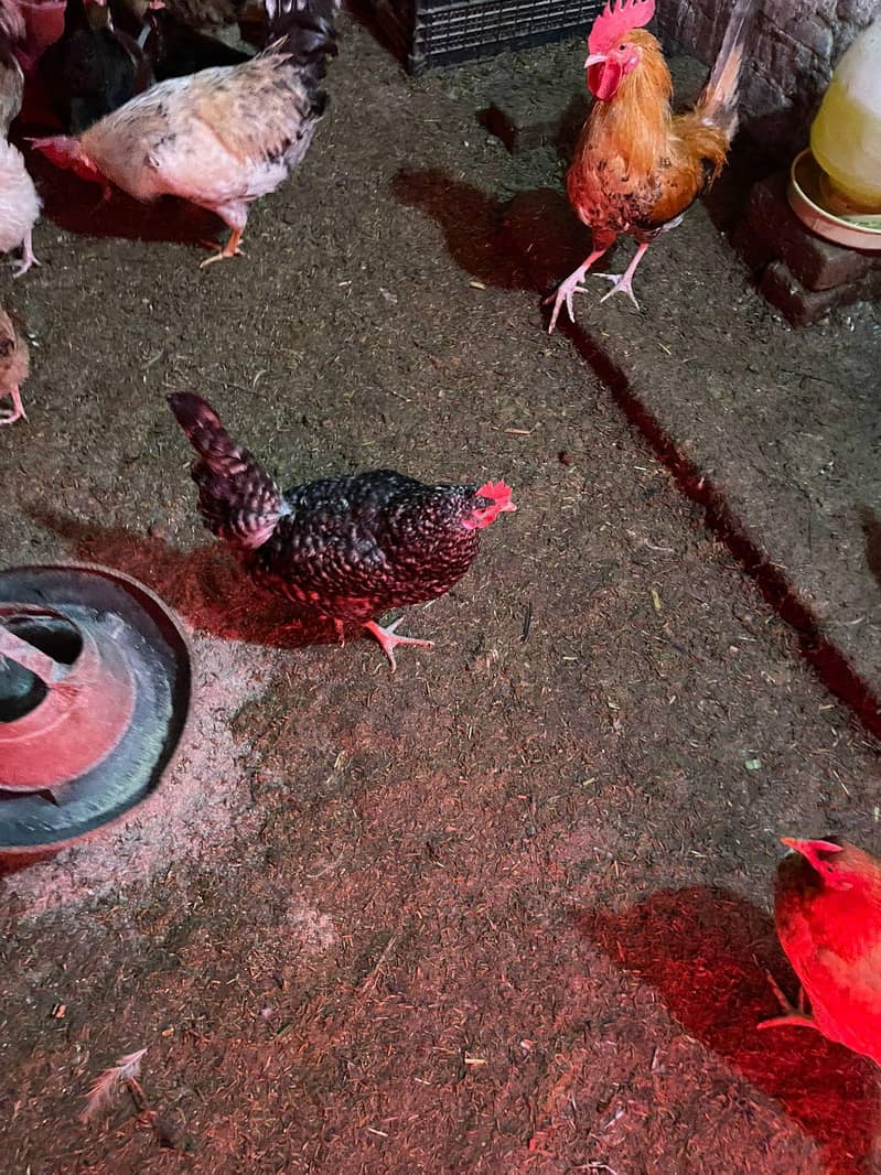Desi Hen 2