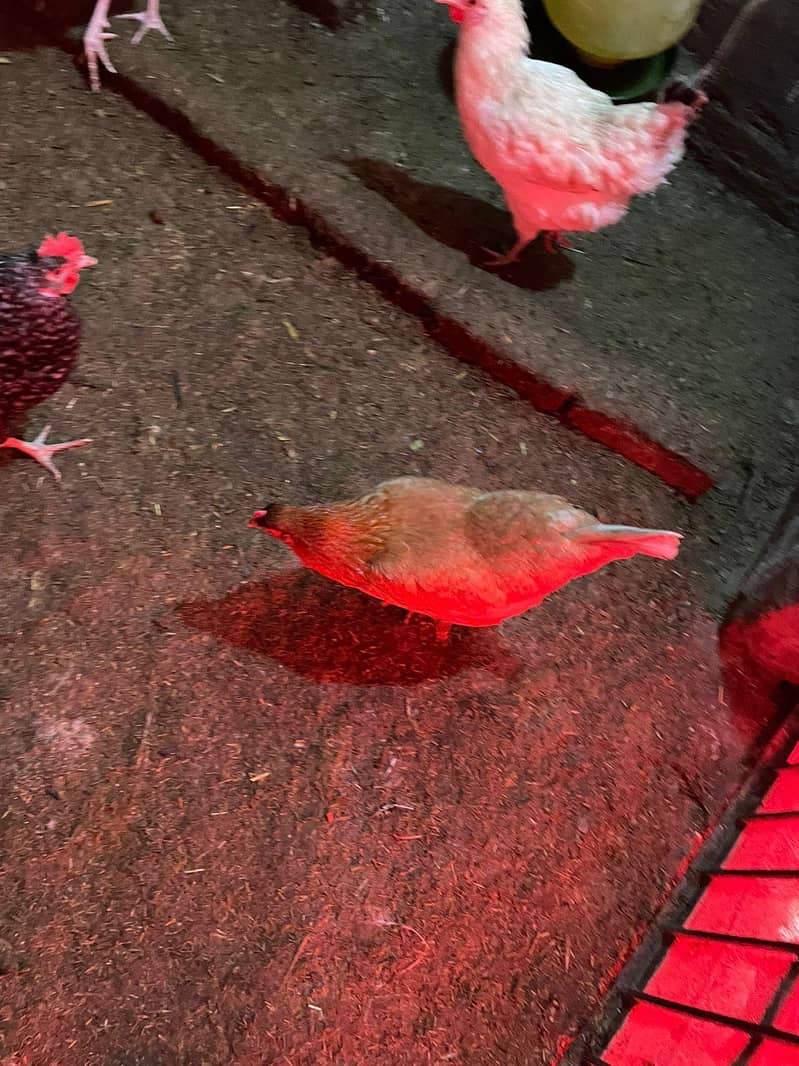 Desi Hen 3