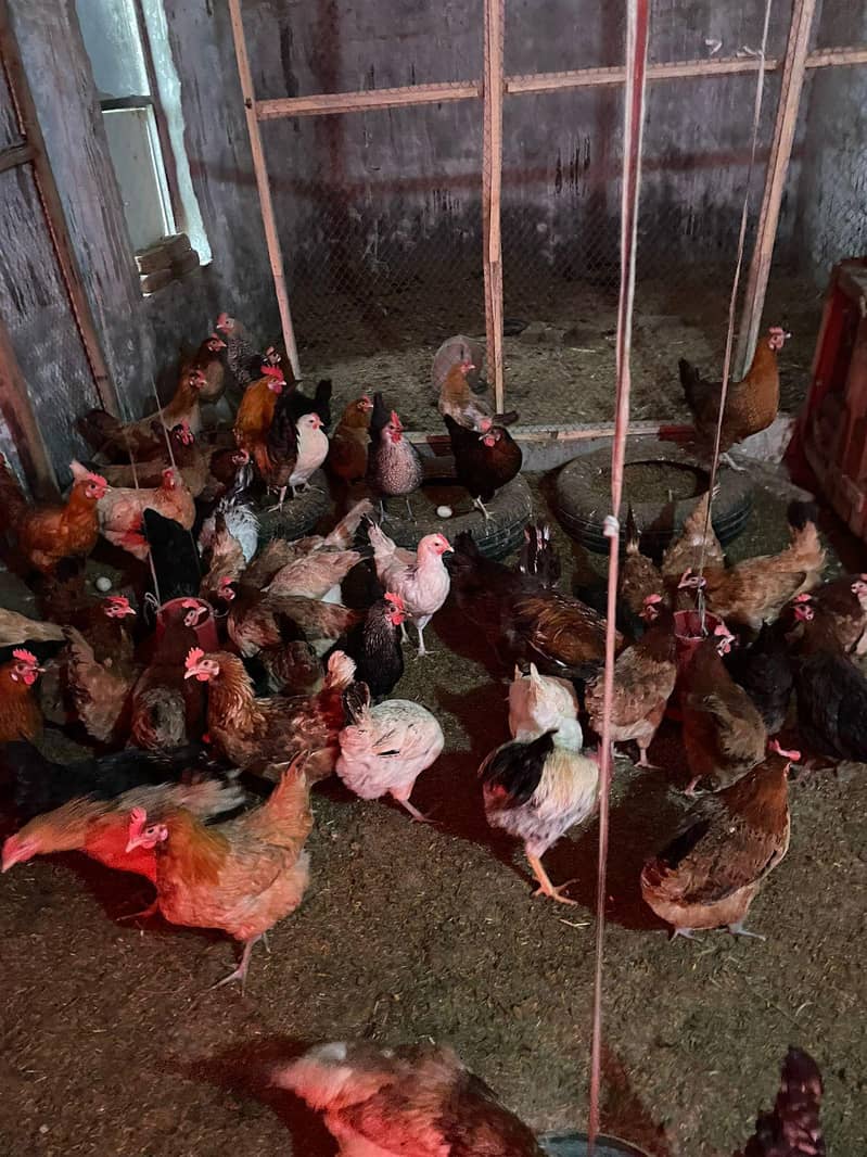 Desi Hen 4