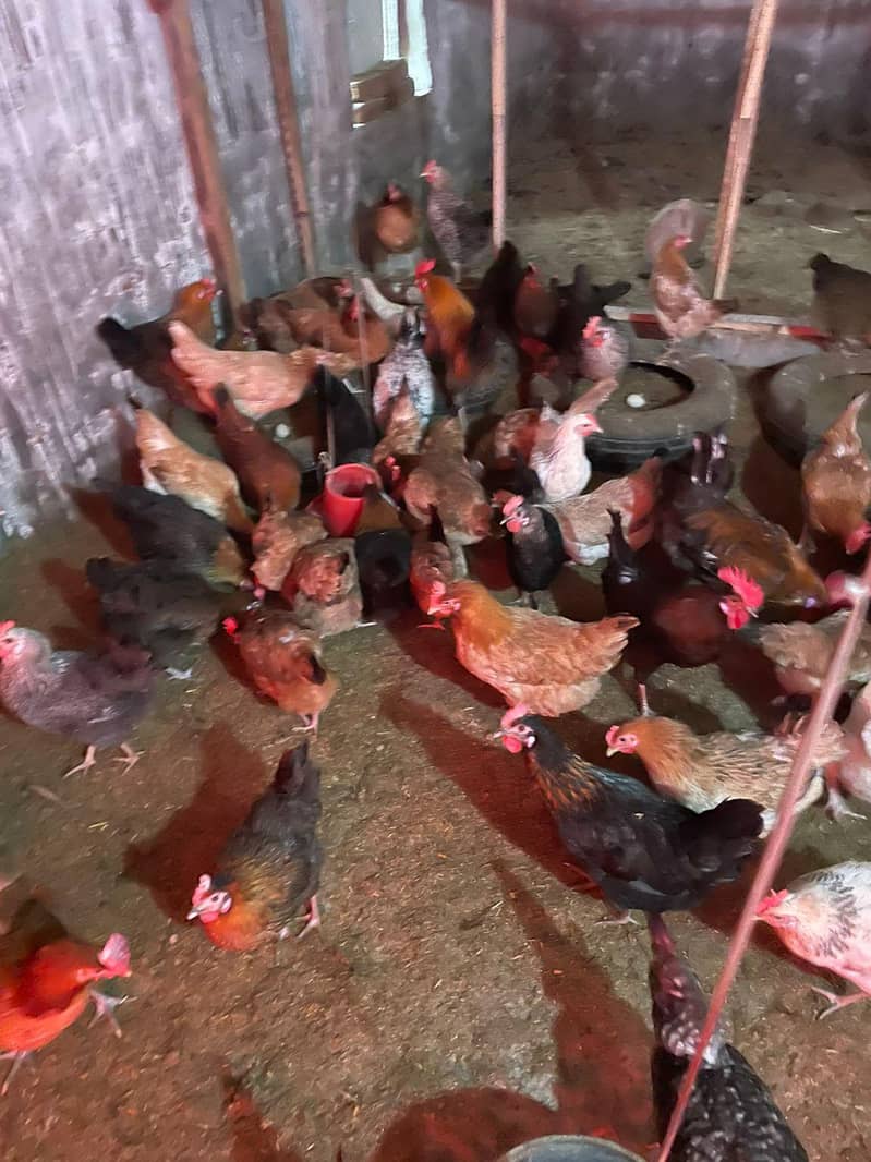 Desi Hen 5